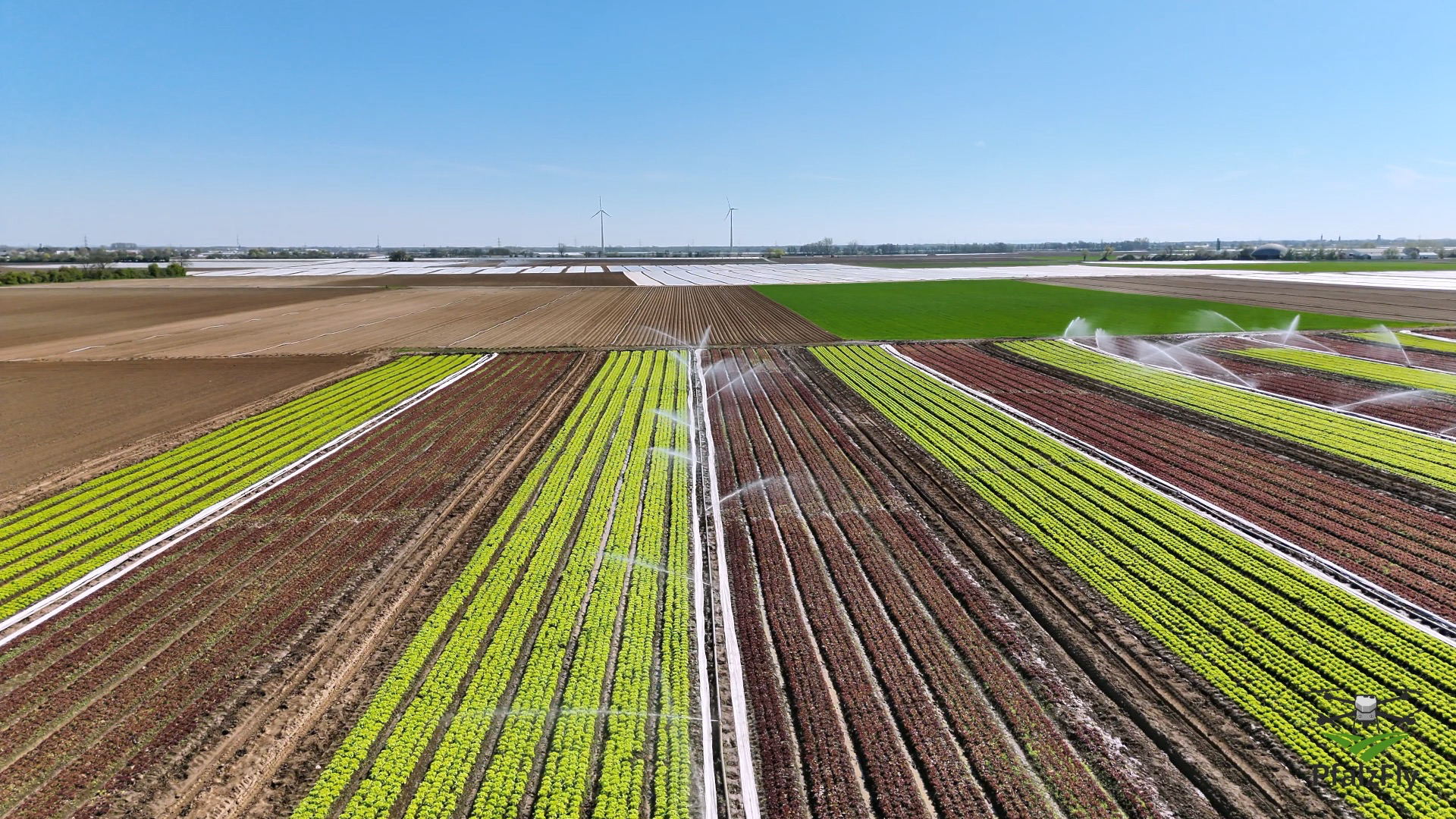 Bunte Salate NDVI